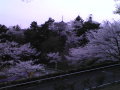 西武ドーム周辺の桜